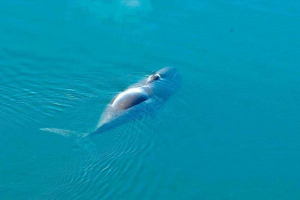 Grenlandia kit - ssak z największą długością życia Grenlandia kit - ssak z największą długością życia